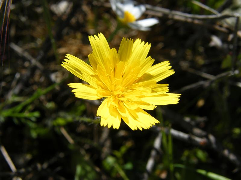 Dente-de-leão - Taraxacum sp..JPG